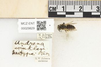 Media type: image;   Entomology 29829 Aspect: Labels